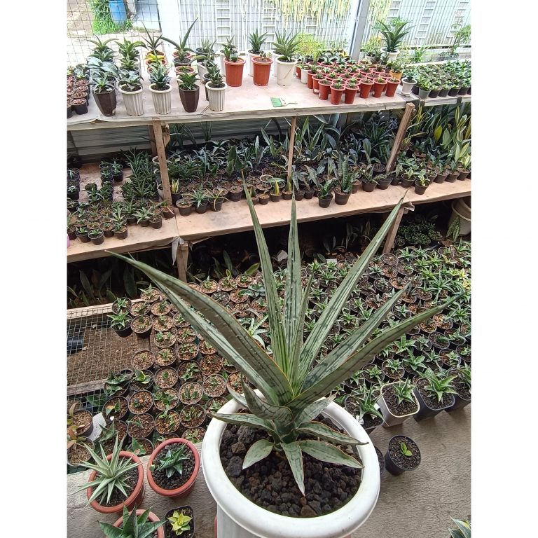 1697. Sansevieria Jeane