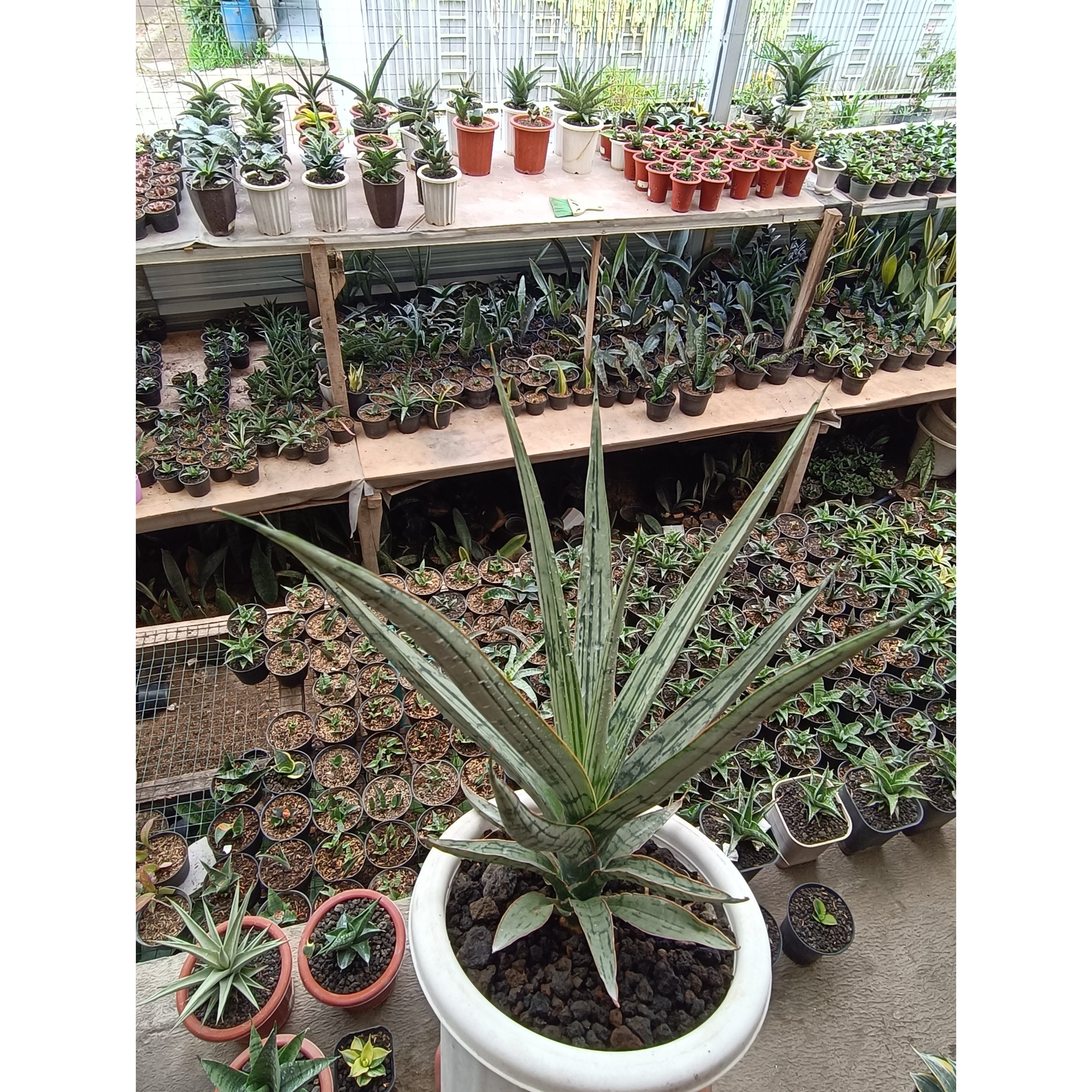 1697. Sansevieria Jeane