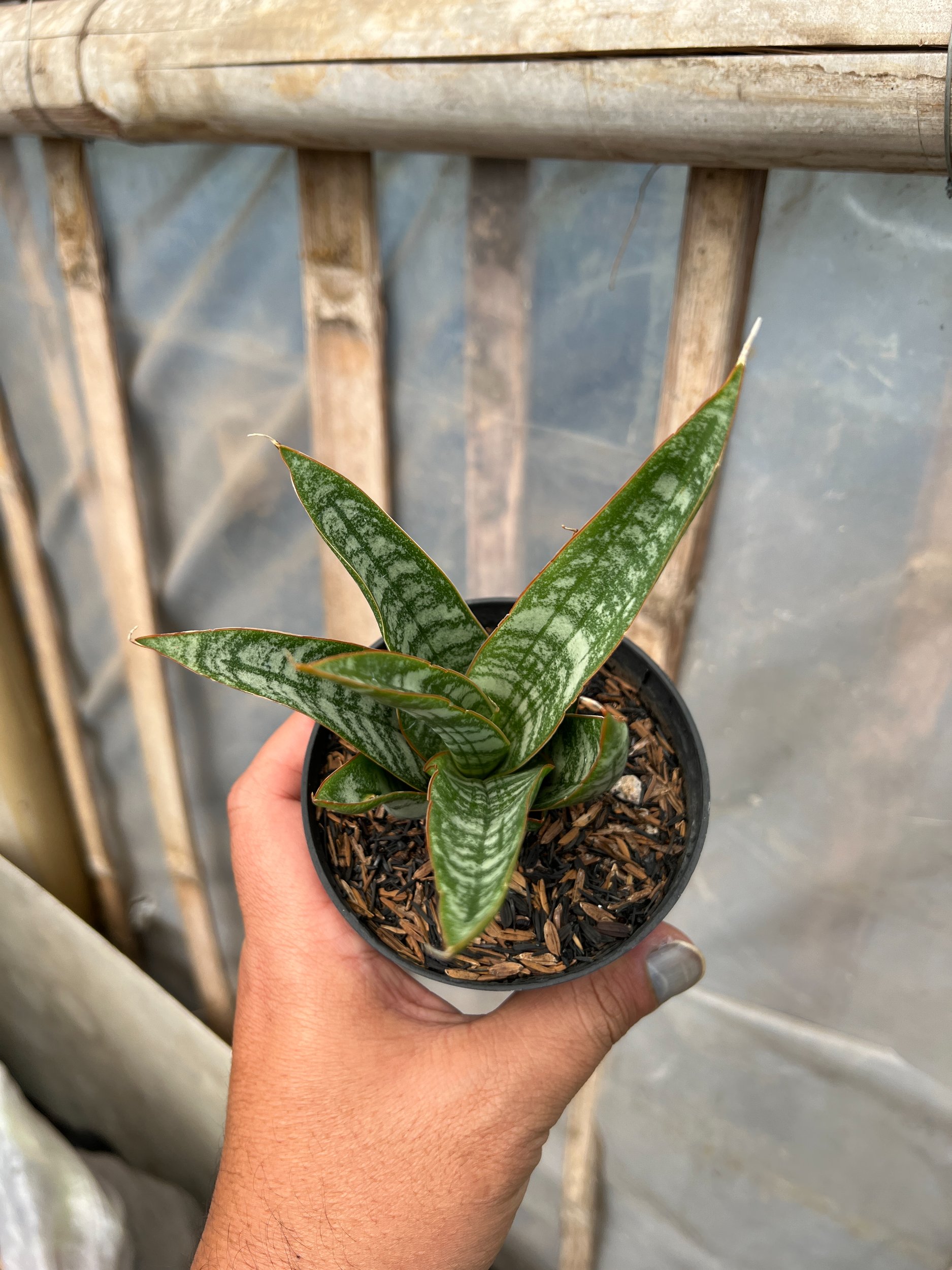1633. Sansevieria Jotun - Image 2