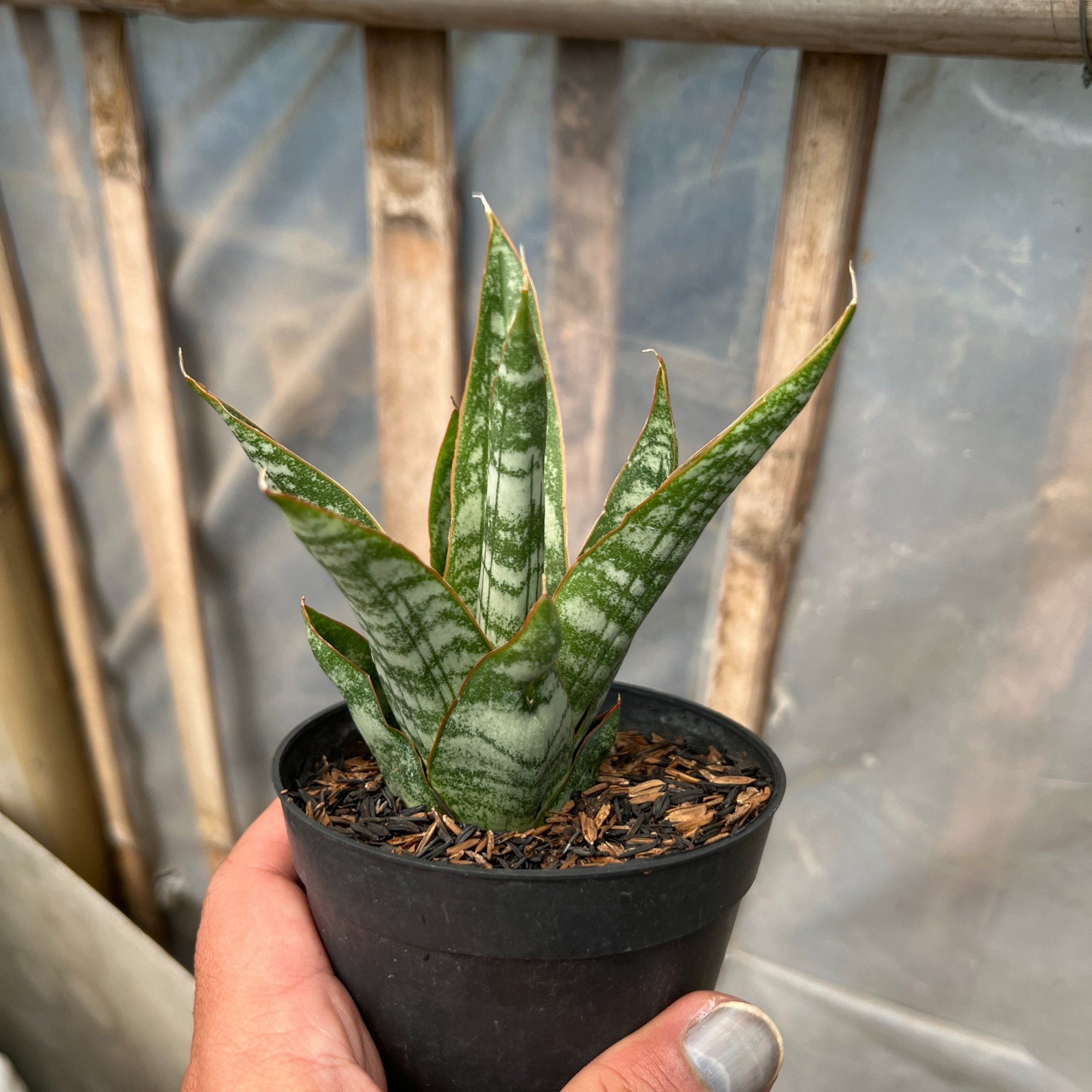 1633. Sansevieria Jotun