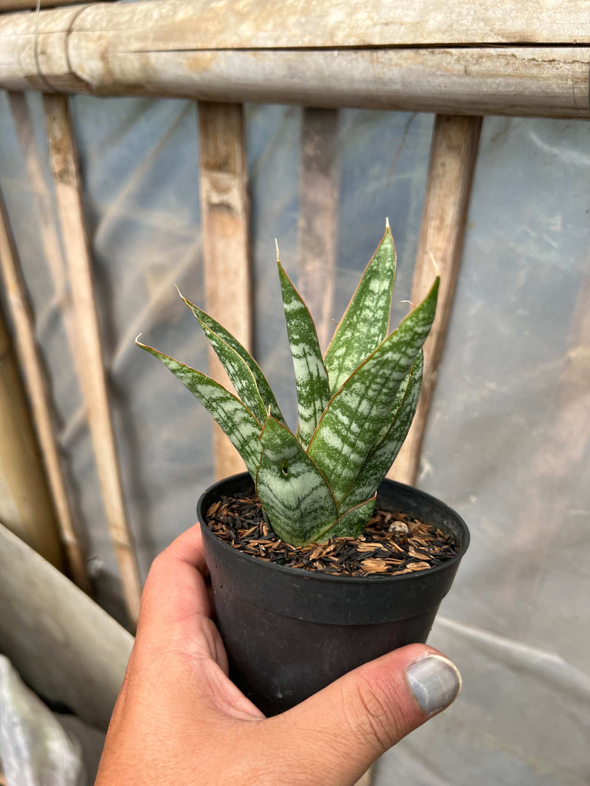 1633. Sansevieria Jotun - Image 3