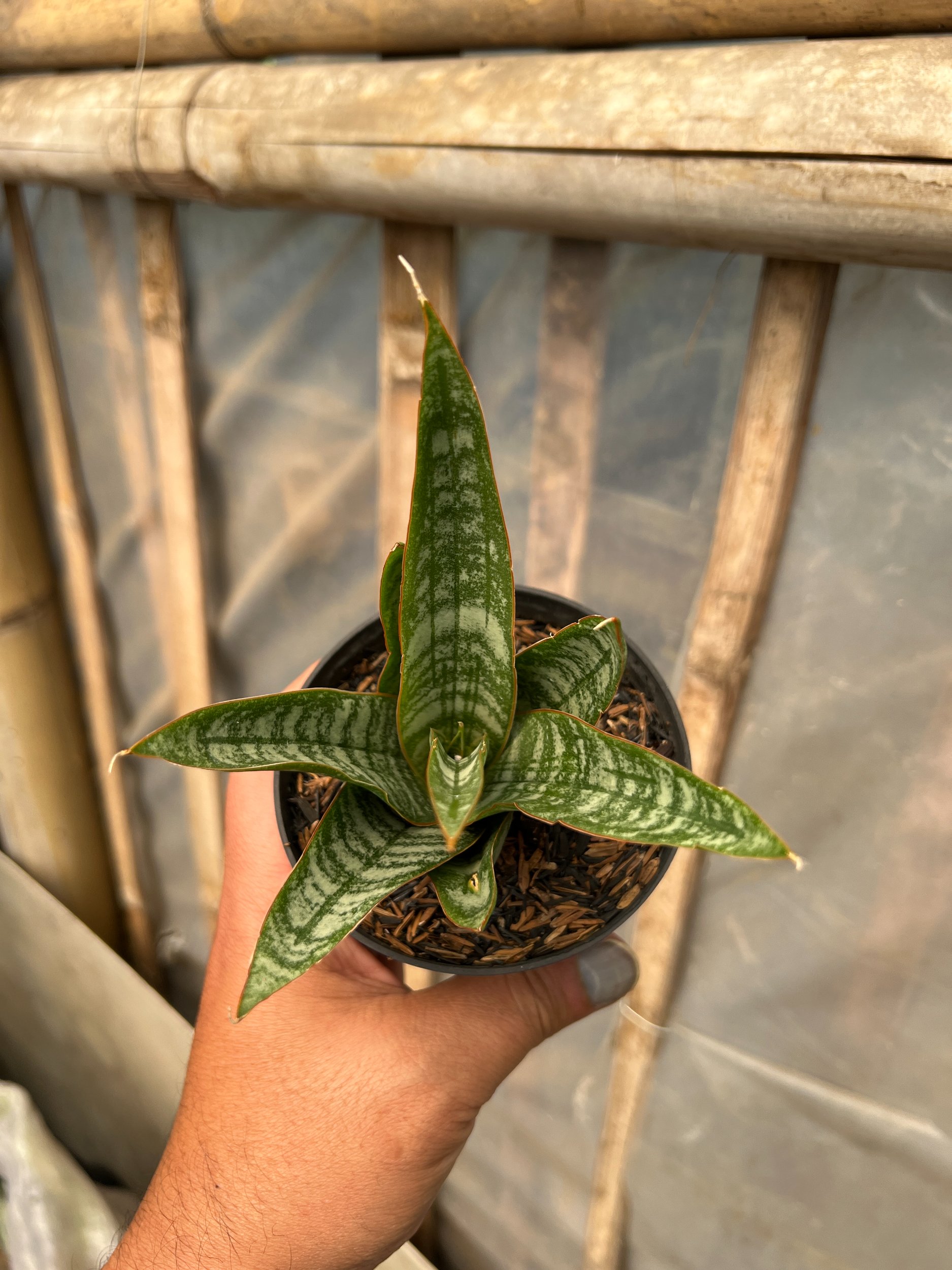 1633. Sansevieria Jotun - Image 4