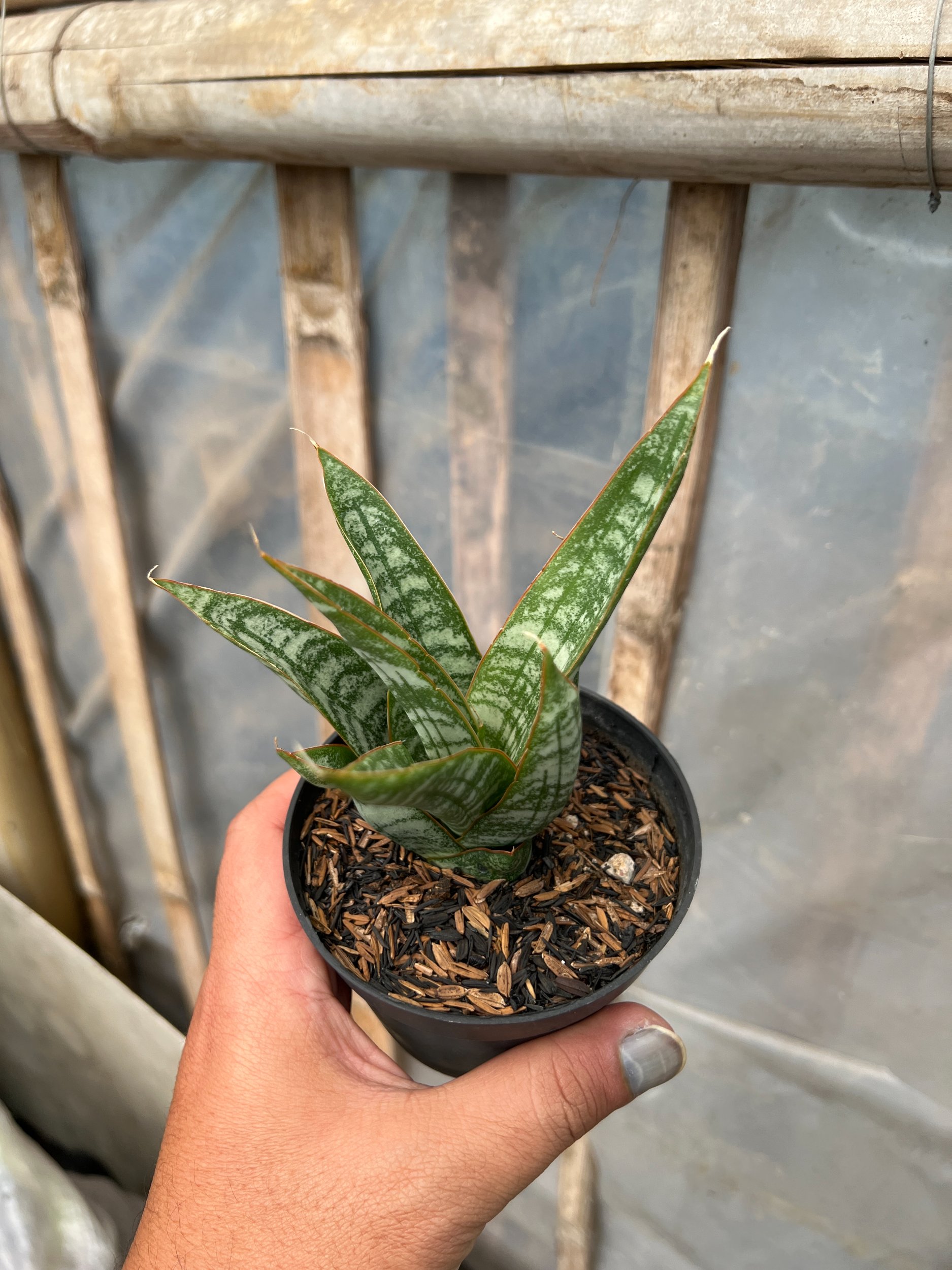 1633. Sansevieria Jotun - Image 5