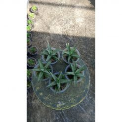2148. Sansevieria Kagawa 5 Pcs