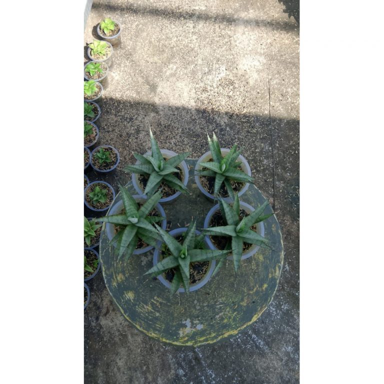 2148. Sansevieria Kagawa 5 Pcs