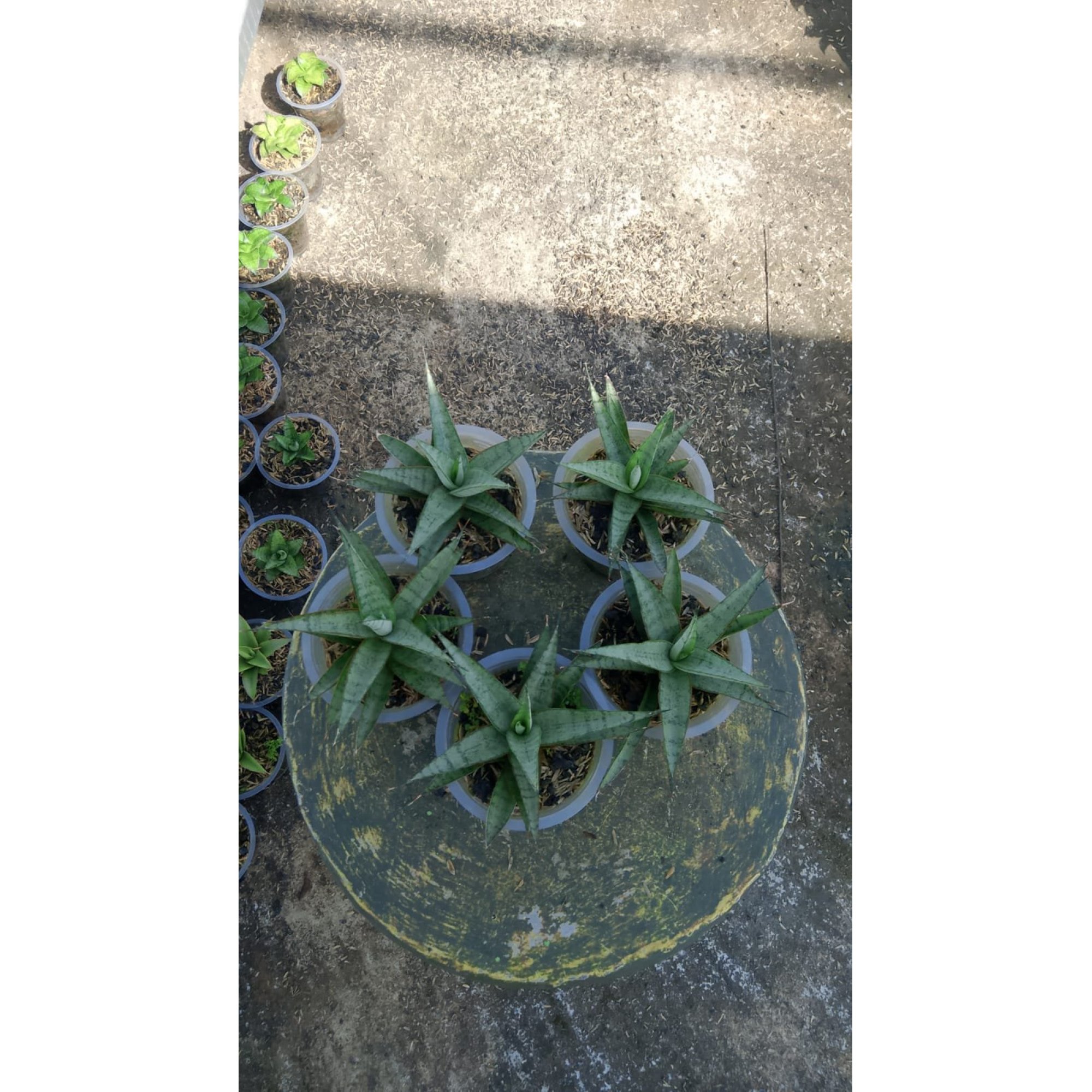 2148. Sansevieria Kagawa 5 Pcs