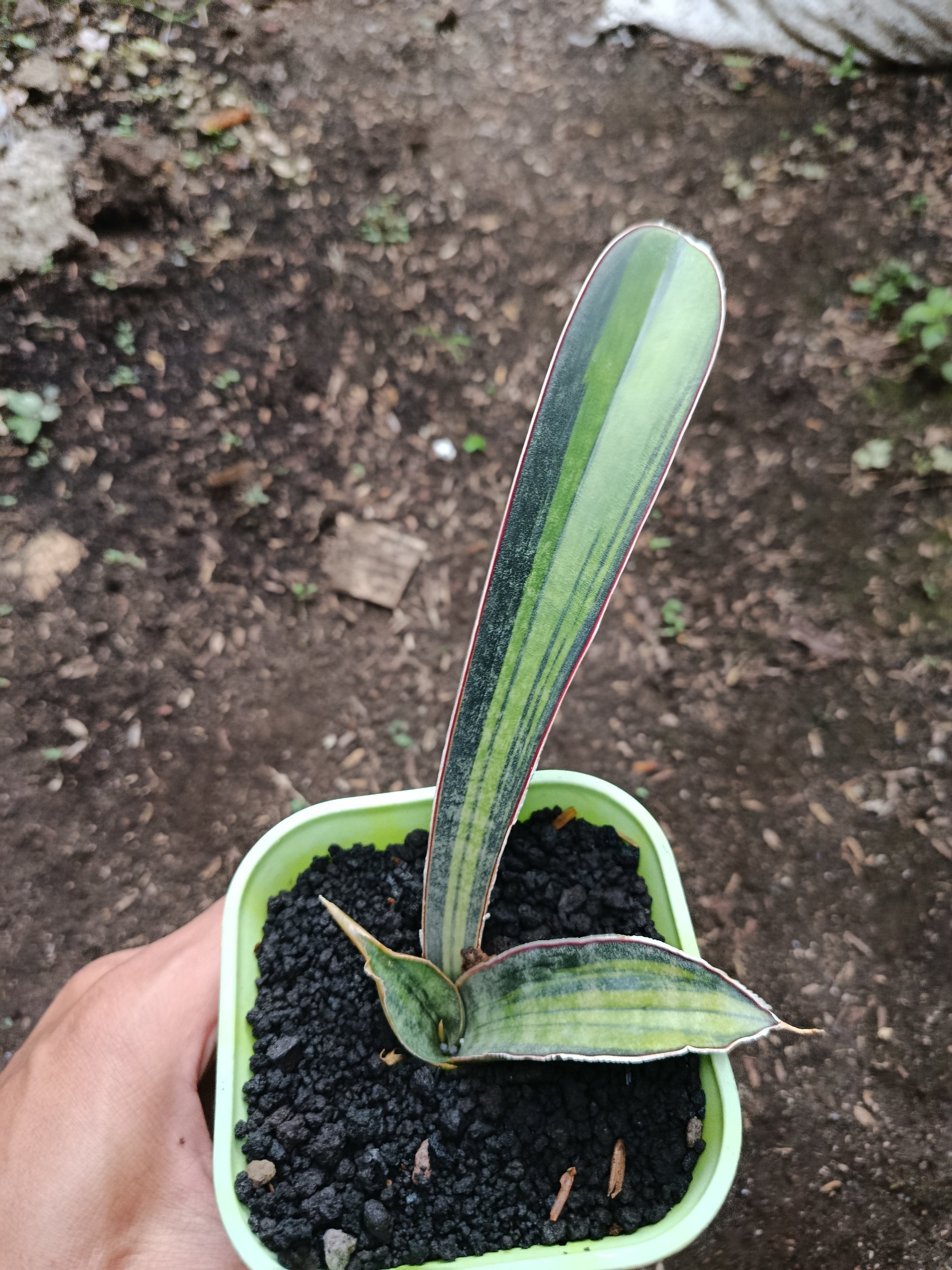 1936. Sansevieria Kahuku Variegated - Image 2