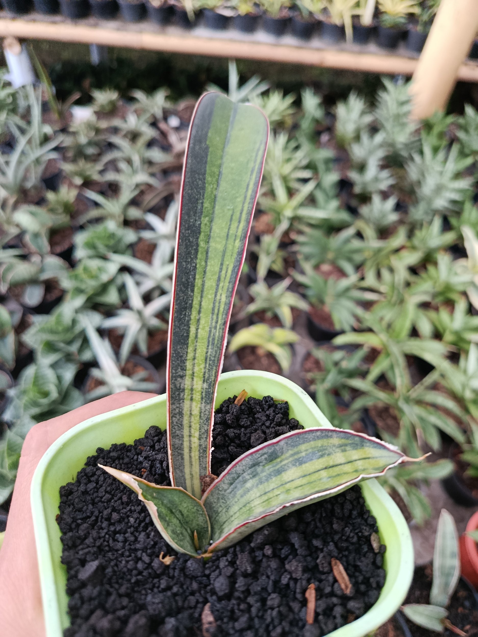 1936. Sansevieria Kahuku Variegated - Image 3