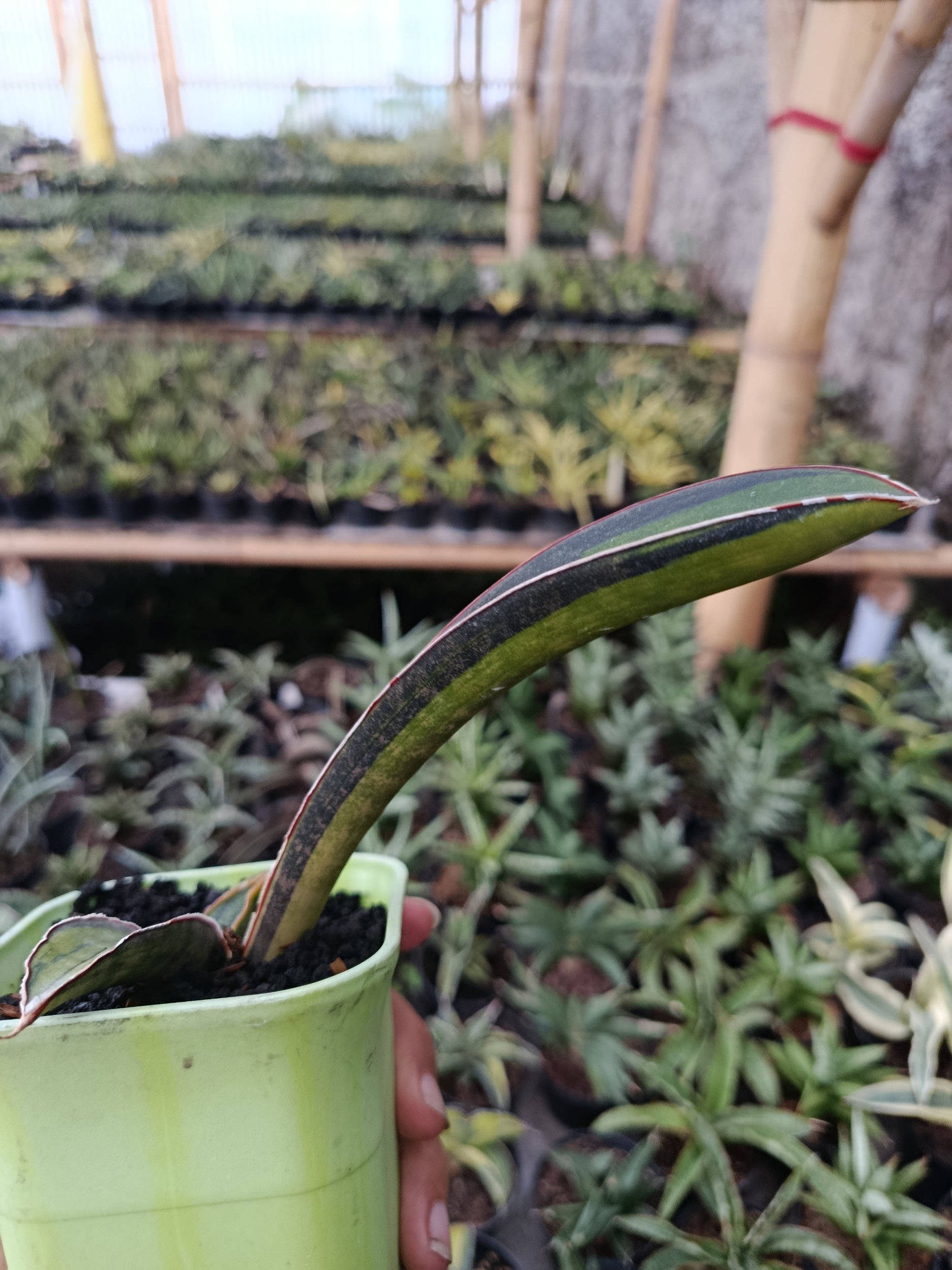 1936. Sansevieria Kahuku Variegated - Image 4