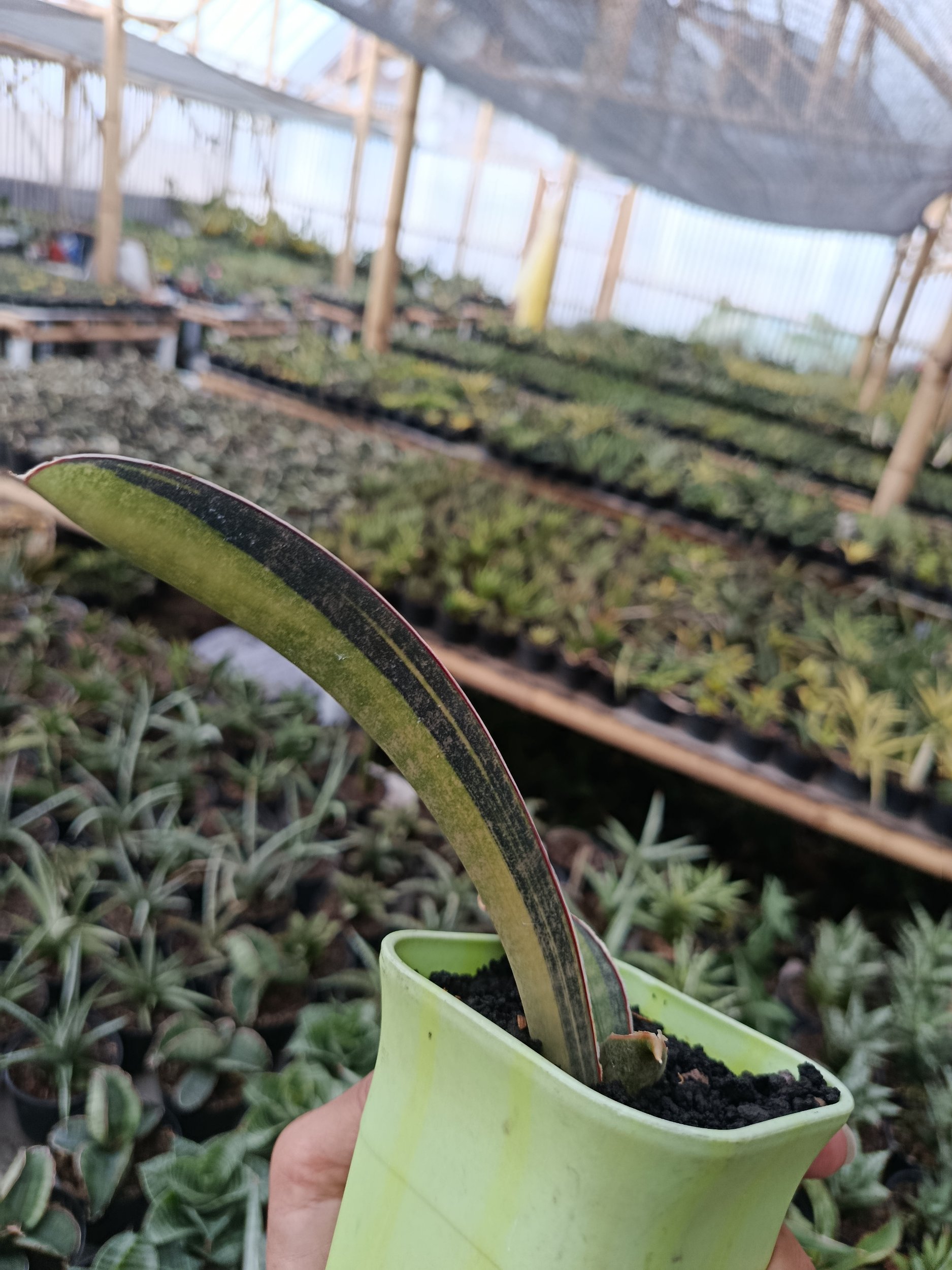 1936. Sansevieria Kahuku Variegated - Image 5