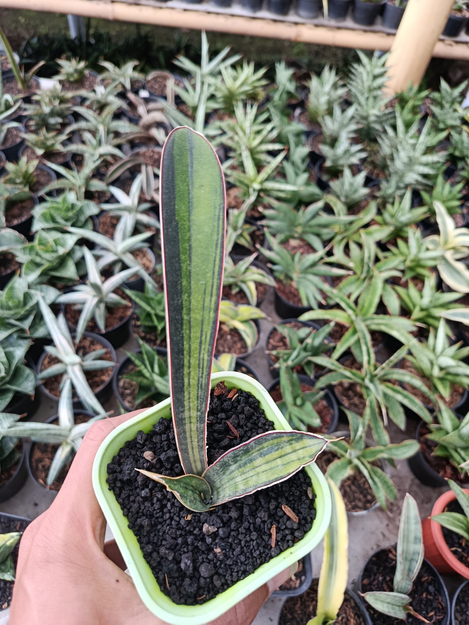 1936. Sansevieria Kahuku Variegated - Image 6