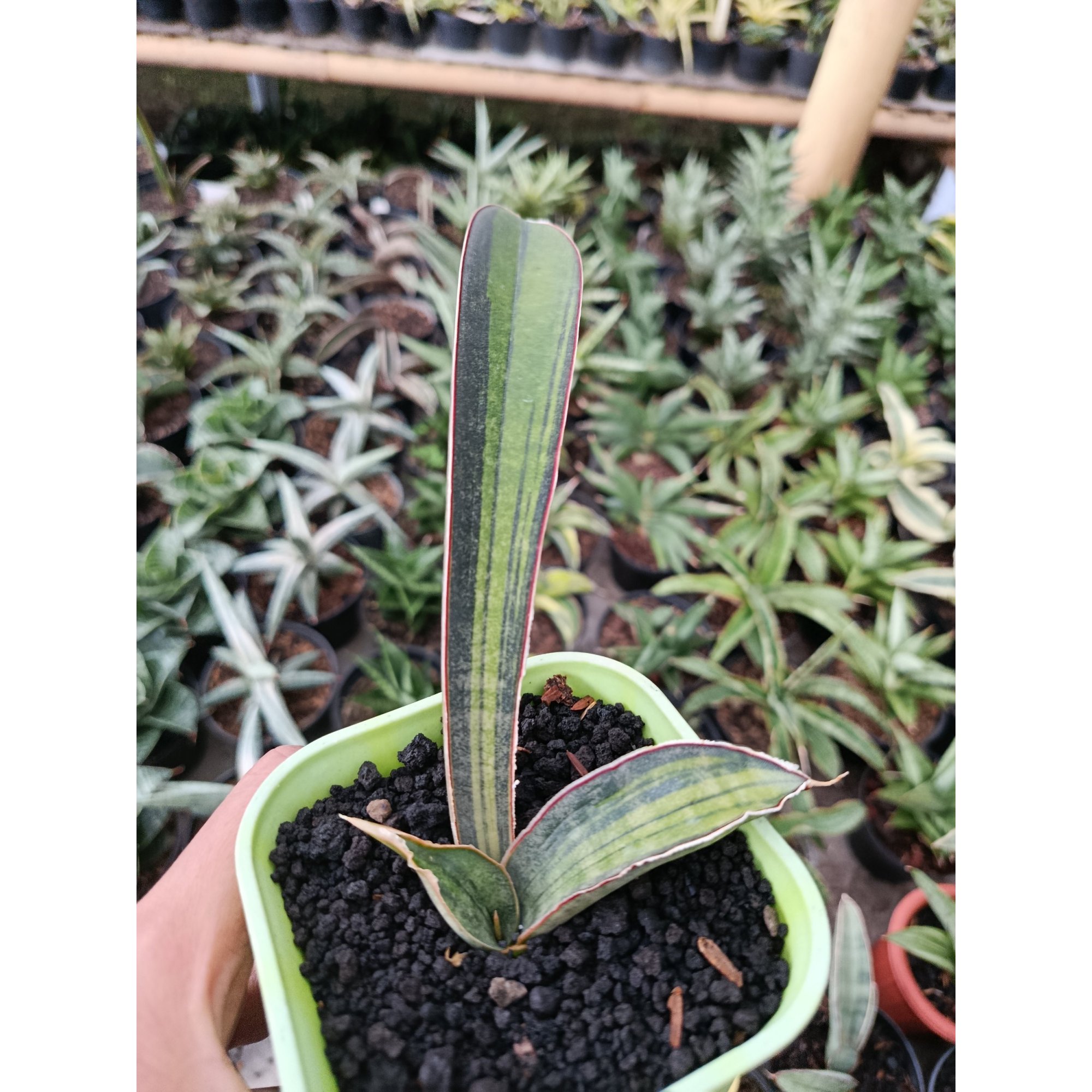 1936. Sansevieria Kahuku Variegated