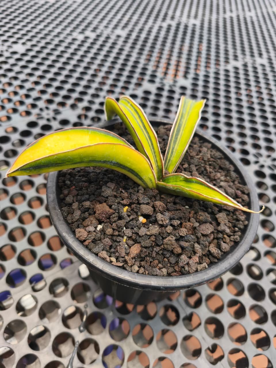 1953. Sansevieria Kahuku Variegated size 12 cm - Image 3