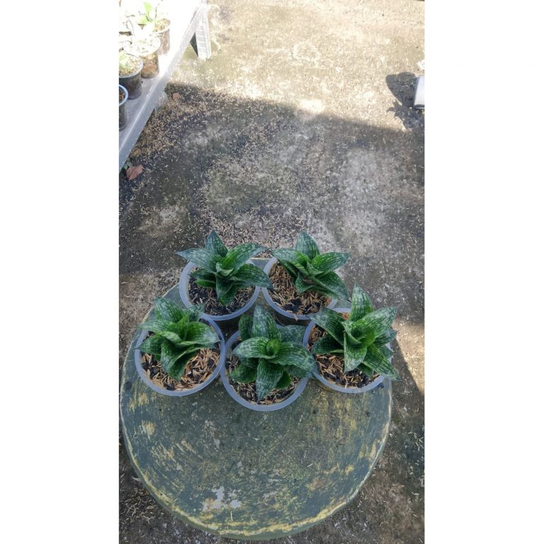 2160. Sansevieria Kahuripan 5 Pcs