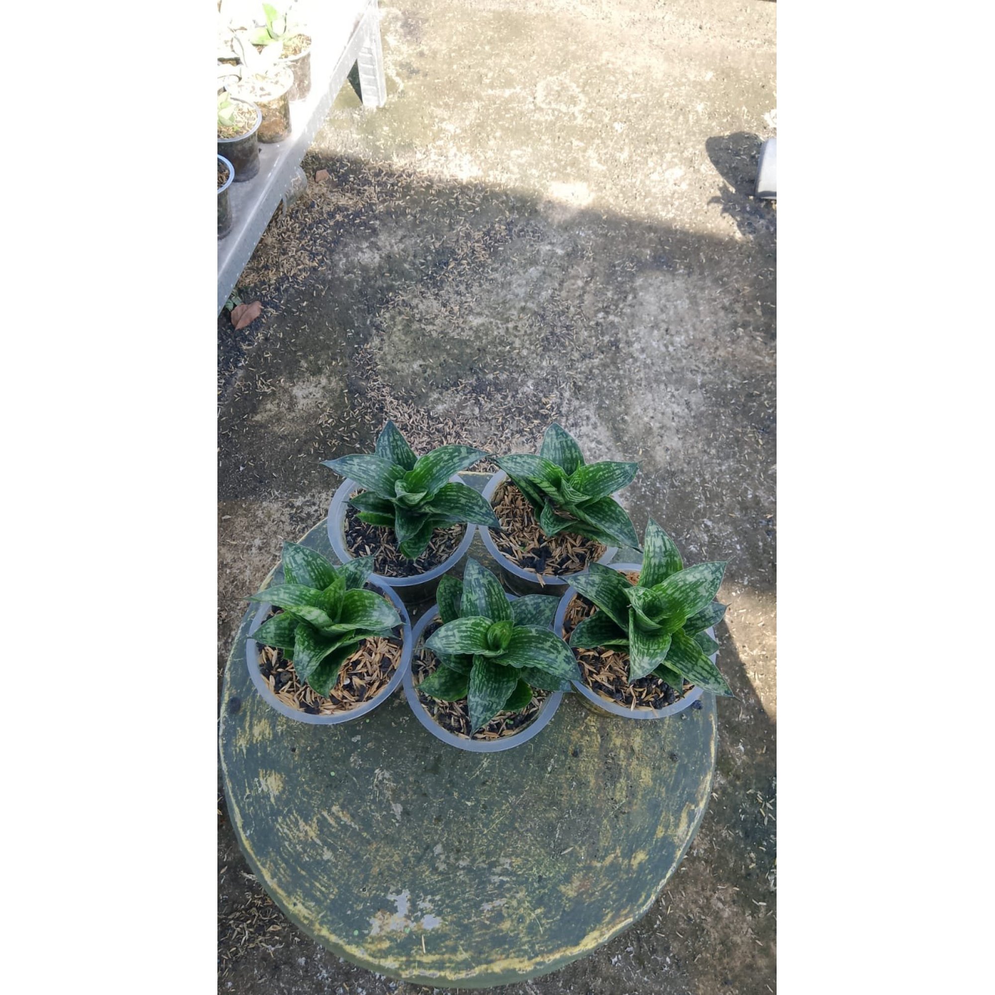 2160. Sansevieria Kahuripan 5 Pcs
