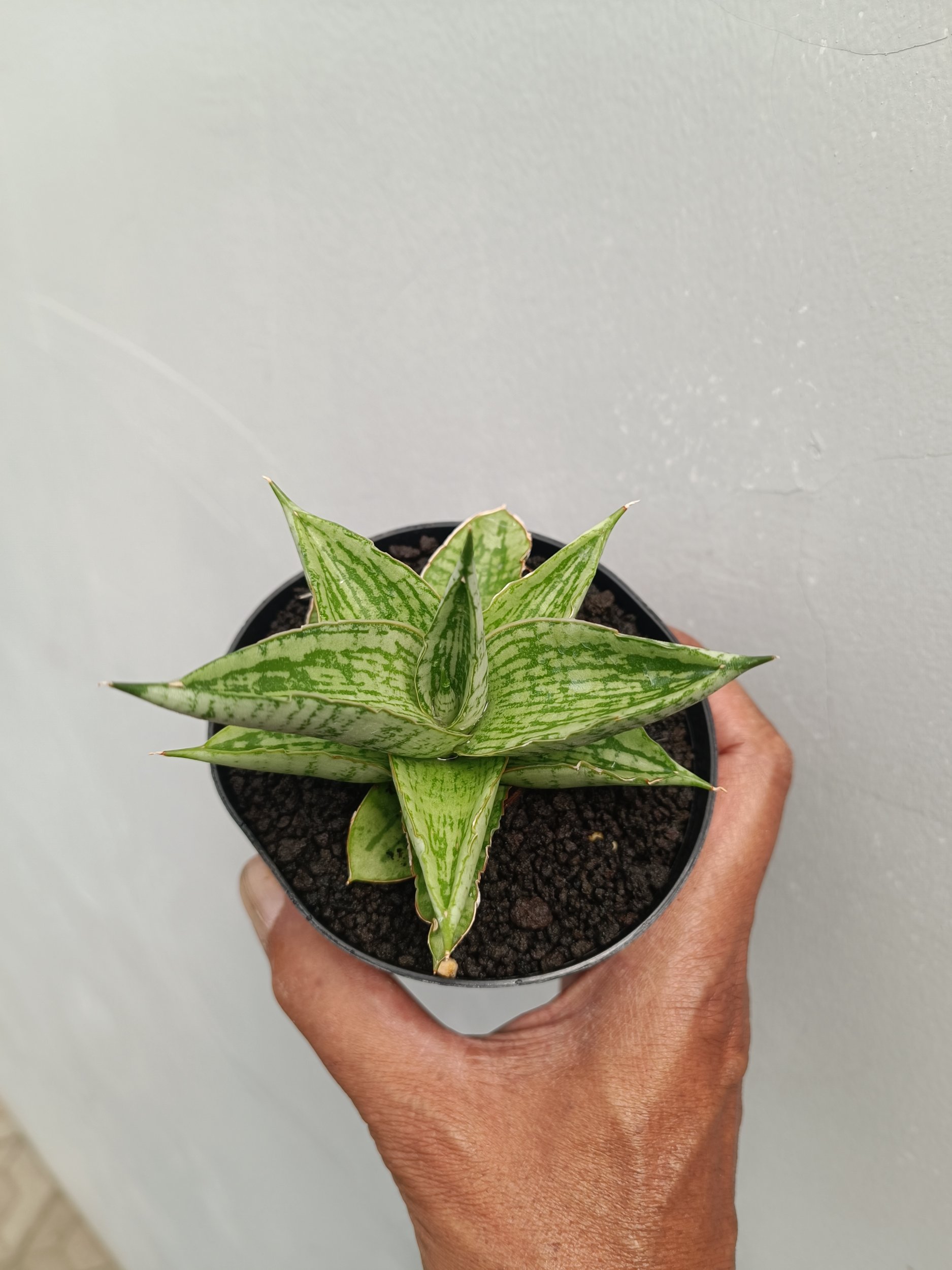 2255. Sansevieria Kahyangan - Image 2
