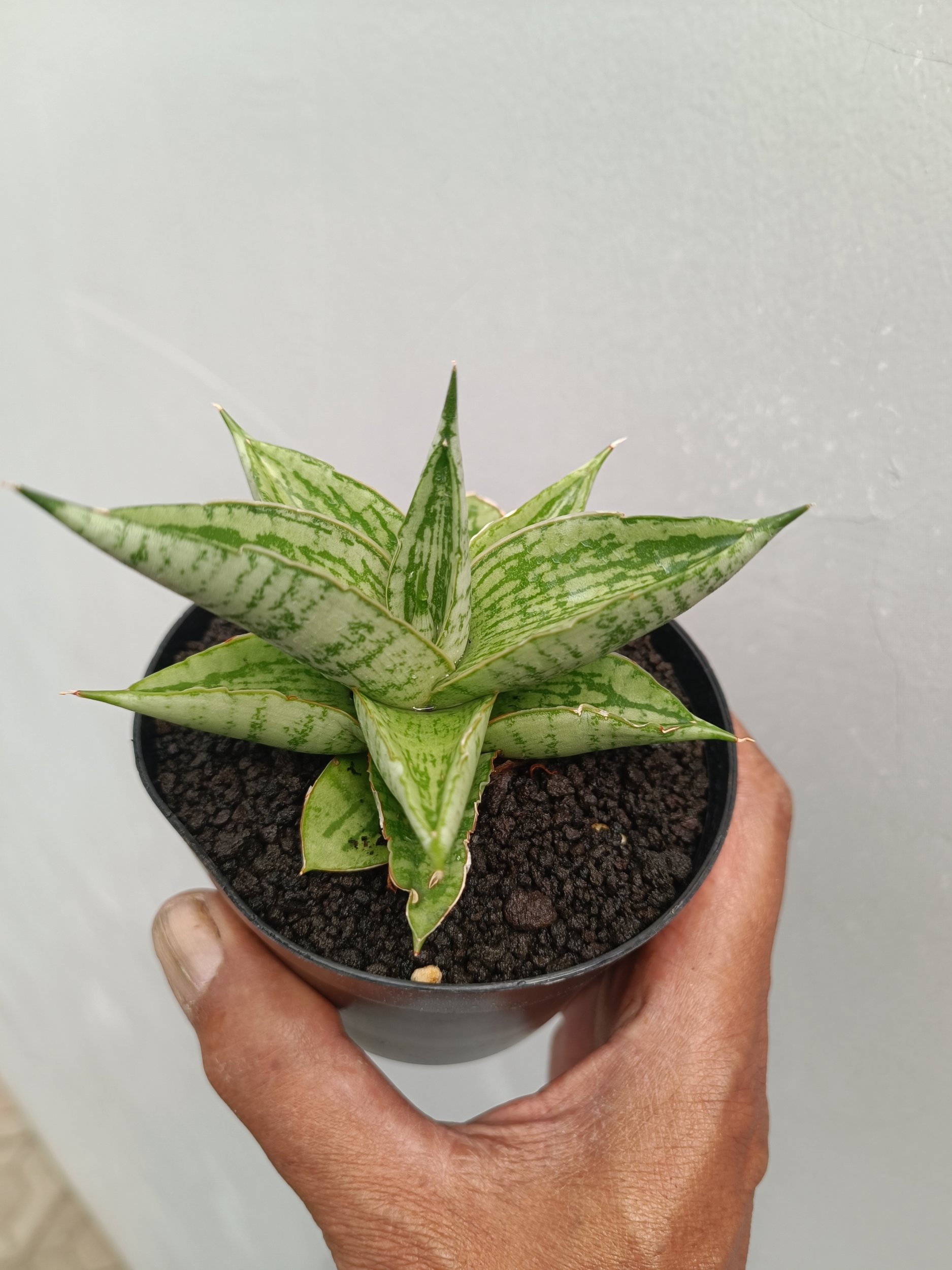 2255. Sansevieria Kahyangan - Image 3
