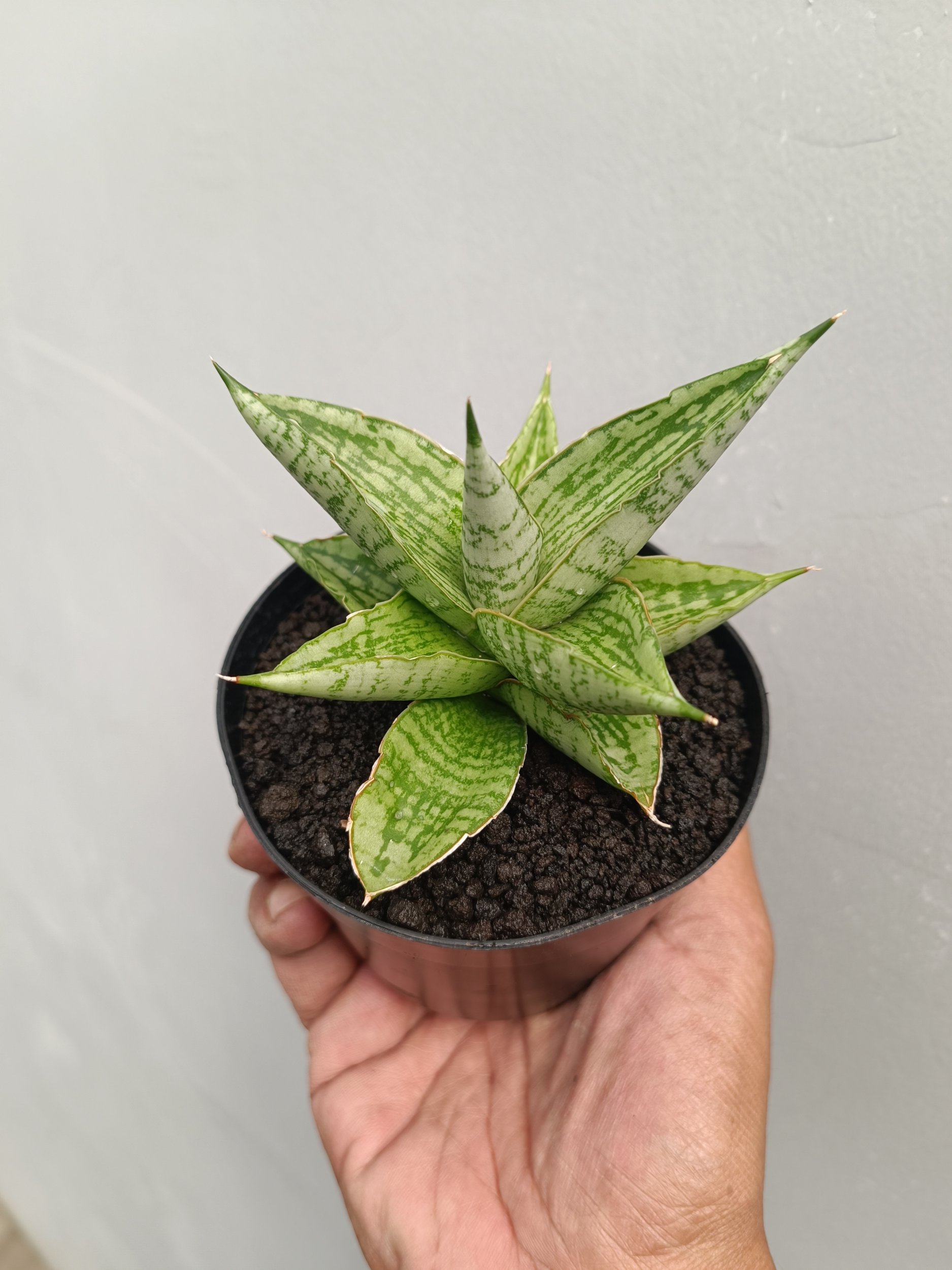 2255. Sansevieria Kahyangan - Image 4