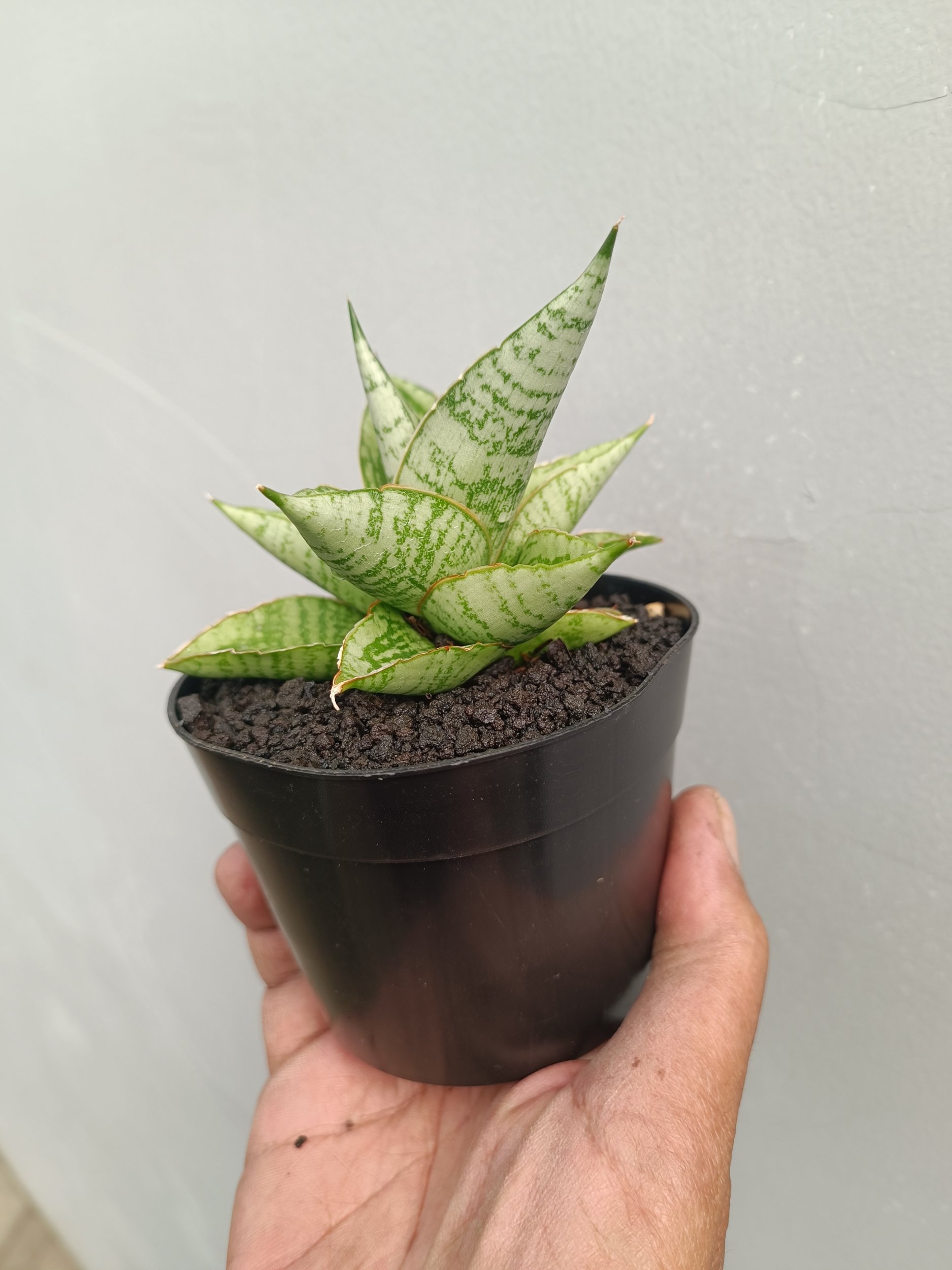 2255. Sansevieria Kahyangan - Image 5