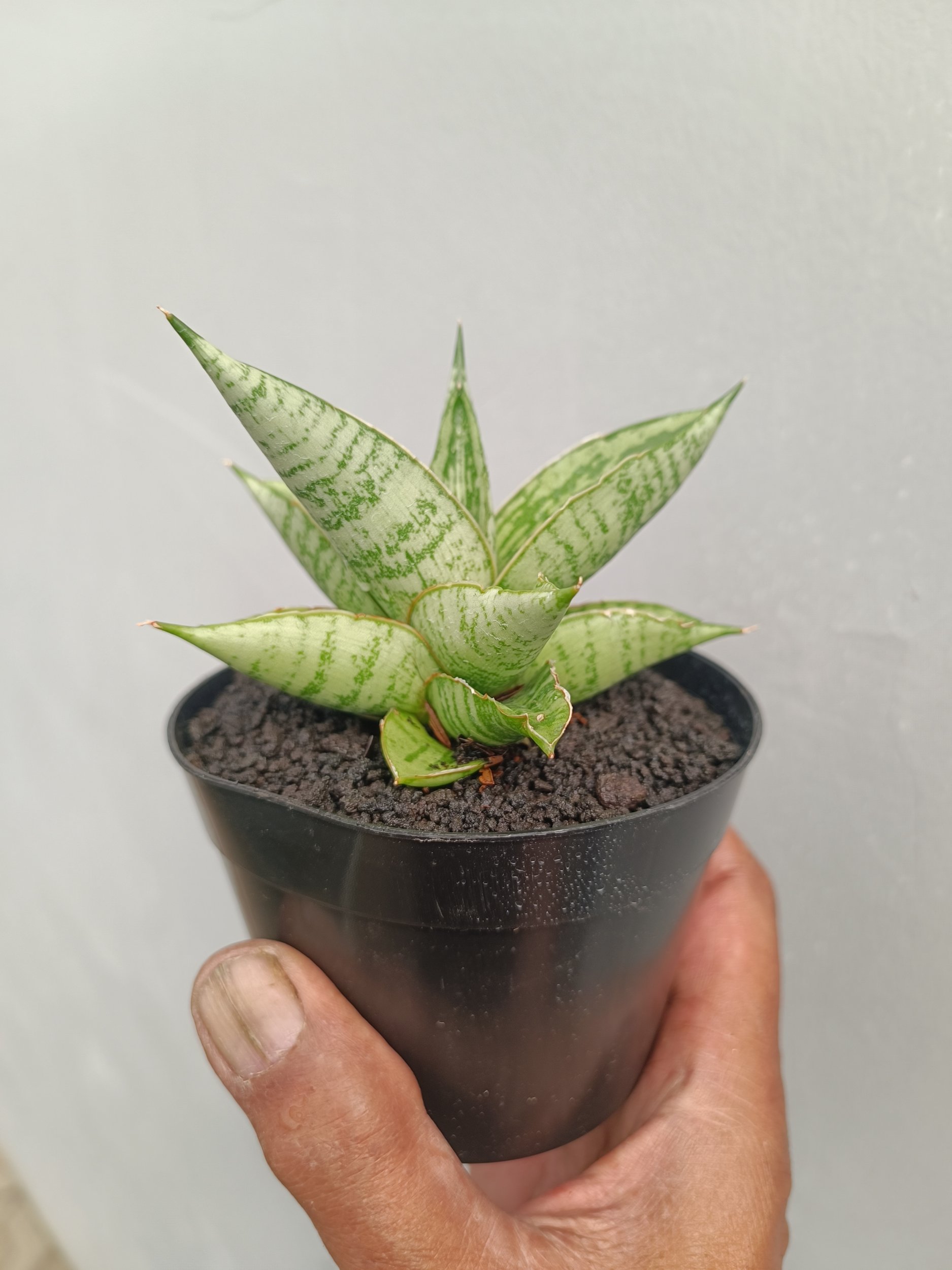 2255. Sansevieria Kahyangan - Image 6