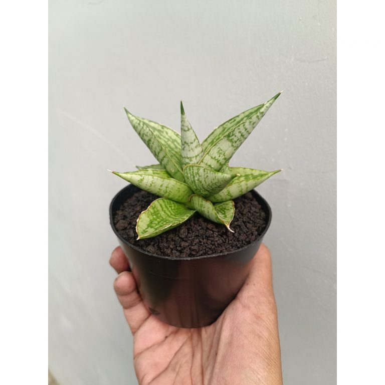 2255. Sansevieria Kahyangan