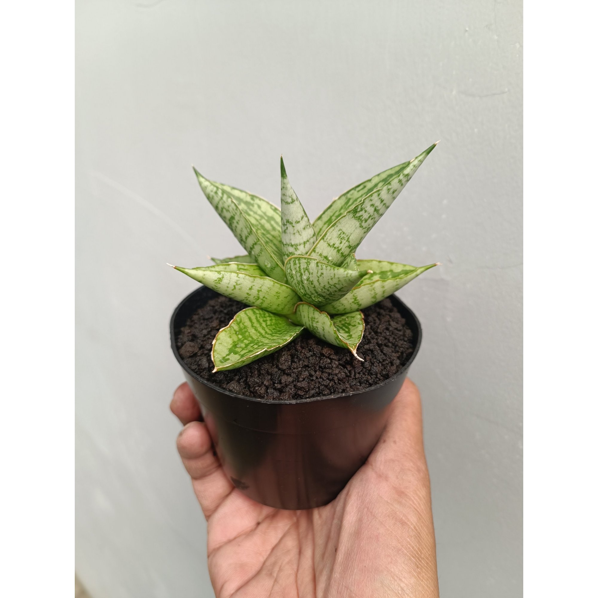 2255. Sansevieria Kahyangan