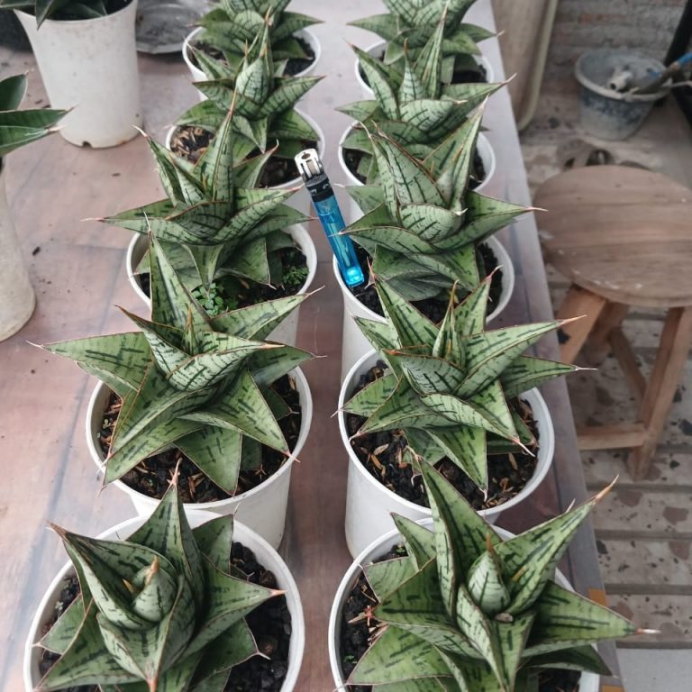 1923. Sansevieria Kaisar 10 Pcs