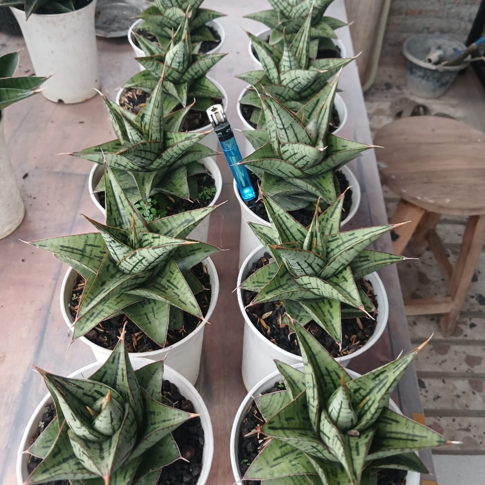 1923. Sansevieria Kaisar 10 Pcs