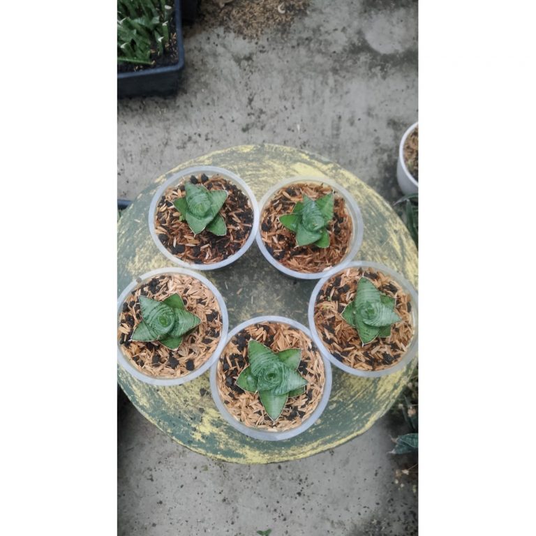 2170. Sansevieria Kaisar 5 Pcs