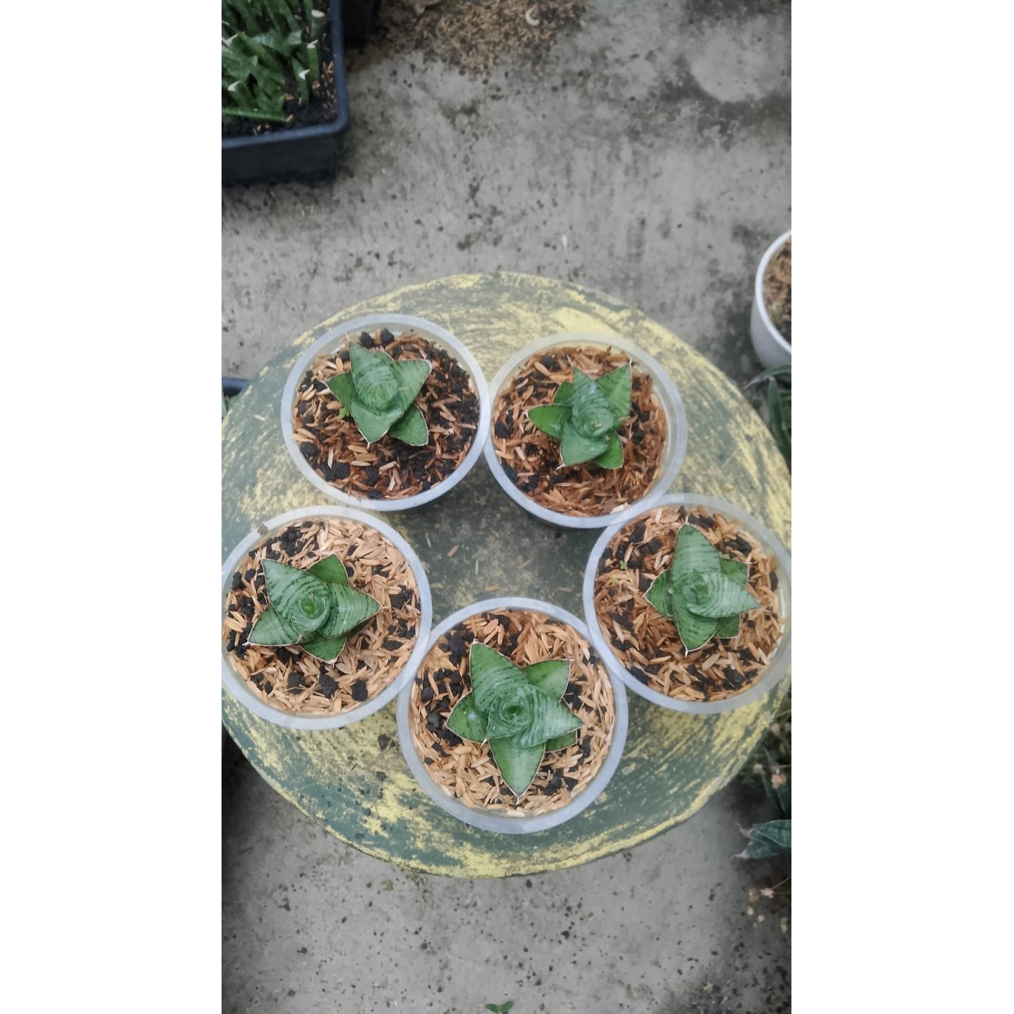 2170. Sansevieria Kaisar 5 Pcs