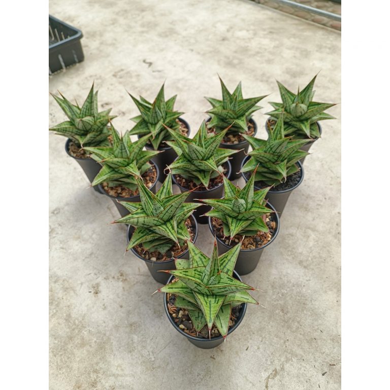 2026. Sansevieria Kaisar Size 10 Cm