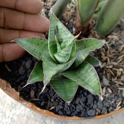 1841. Sansevieria Kaisar Size 8 Cm