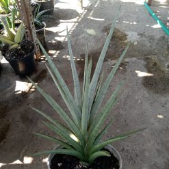 1916. Sansevieria Kasih Jumbo Size 30cm