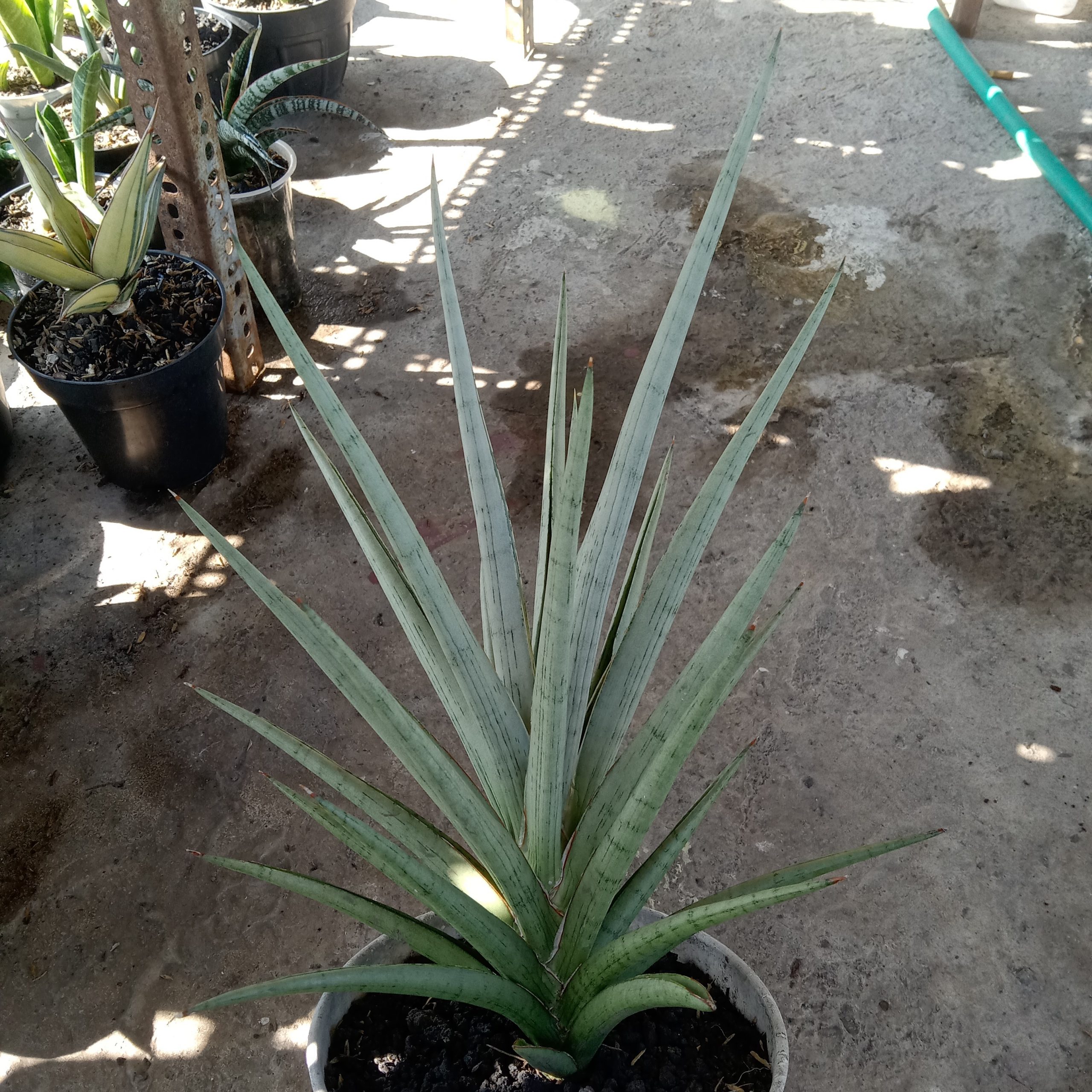 1916. Sansevieria Kasih Jumbo Size 30cm