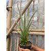 1642. Sansevieria Kasih Size 35 Cm