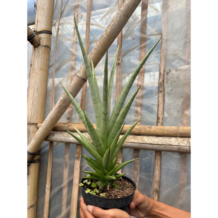 1642. Sansevieria Kasih Size 35 Cm