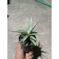 1888. Sansevieria Kasih Small