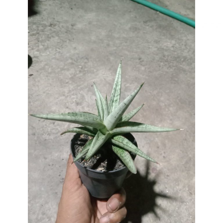 1888. Sansevieria Kasih Small