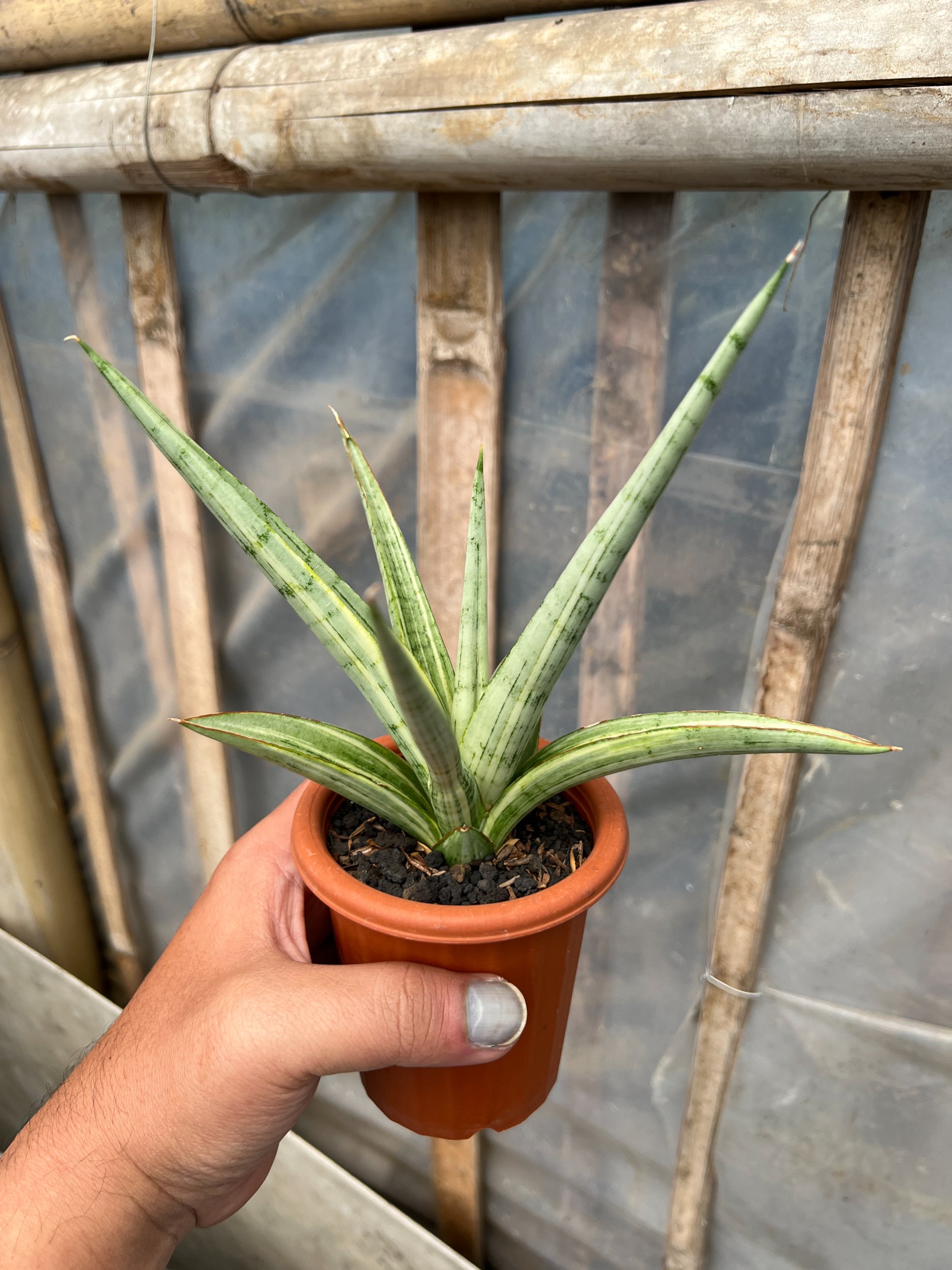 1629. Sansevieria Kasih Variegated - Image 2