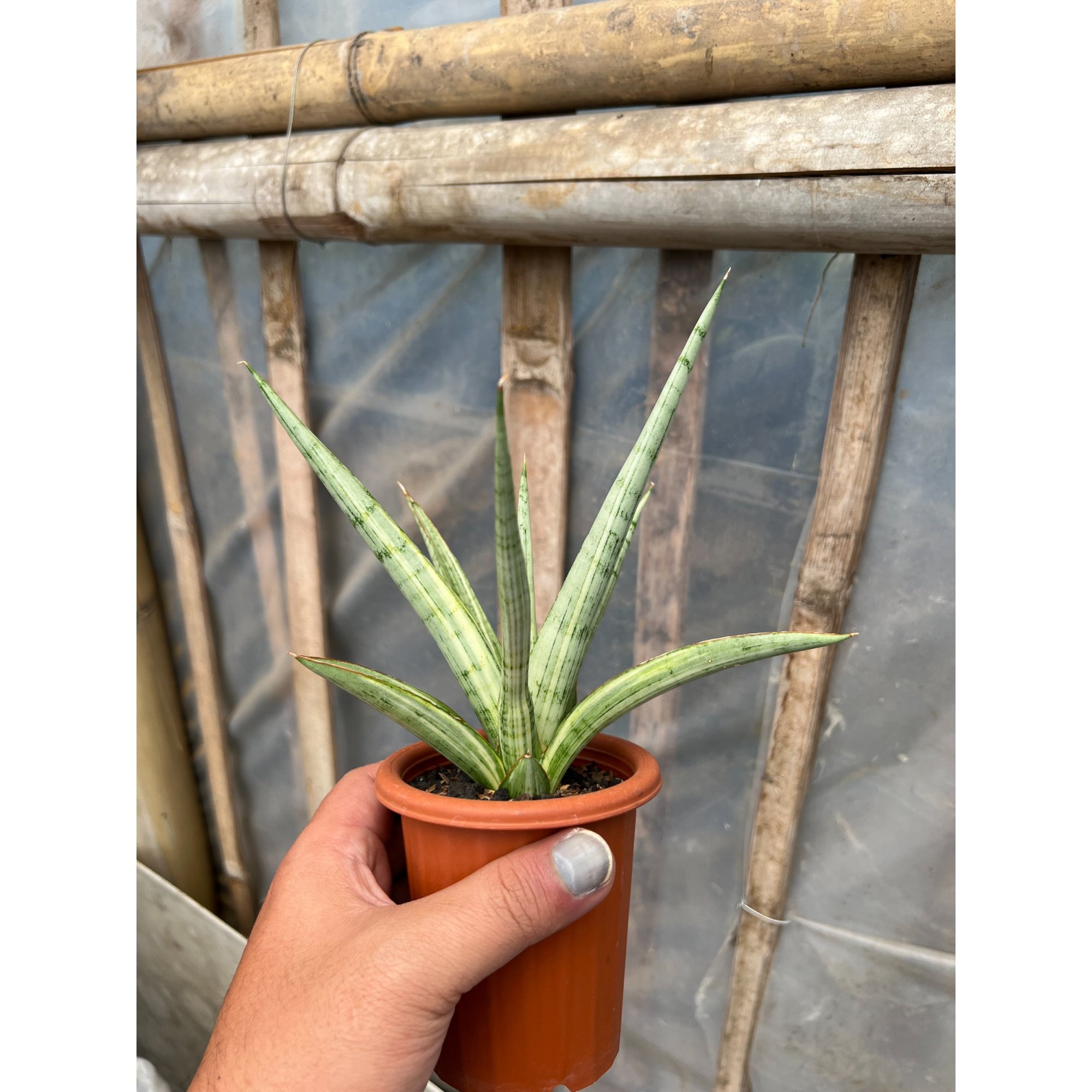 1629. Sansevieria Kasih Variegated