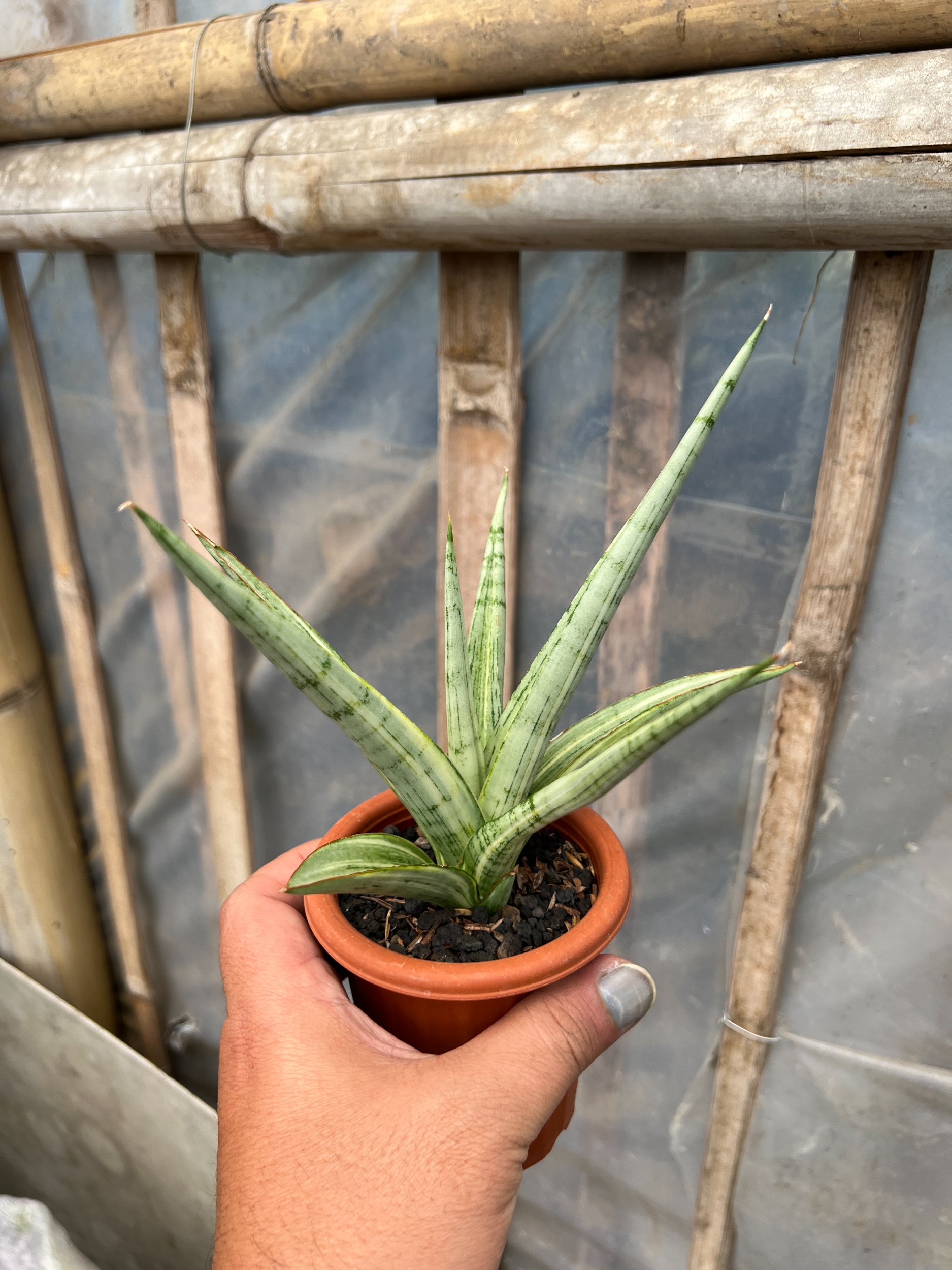1629. Sansevieria Kasih Variegated - Image 3