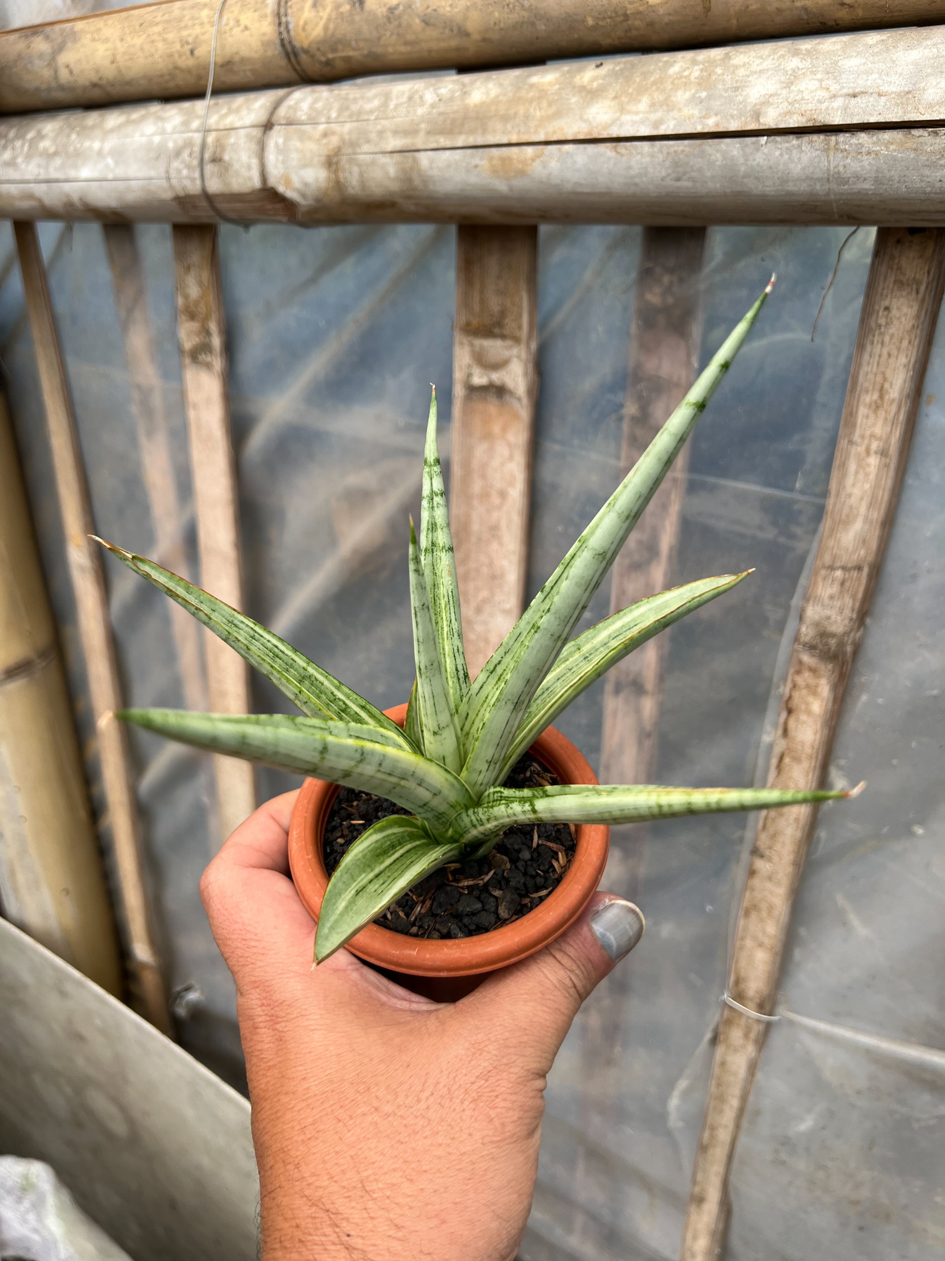 1629. Sansevieria Kasih Variegated - Image 4