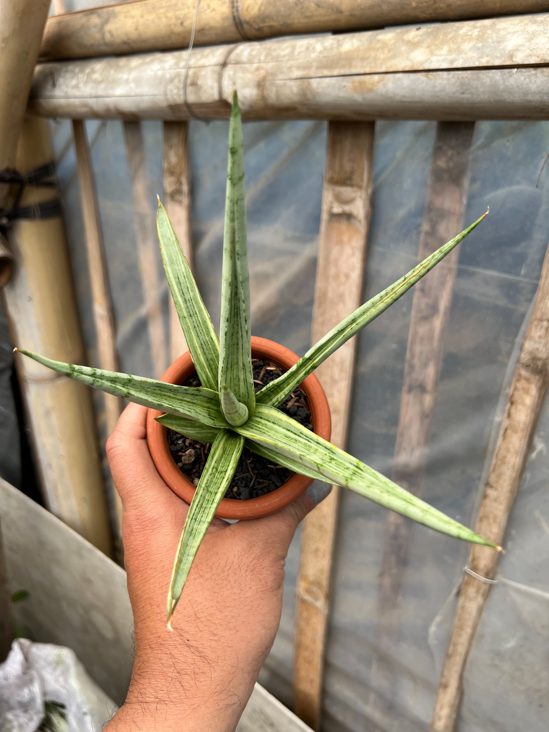 1629. Sansevieria Kasih Variegated - Image 5