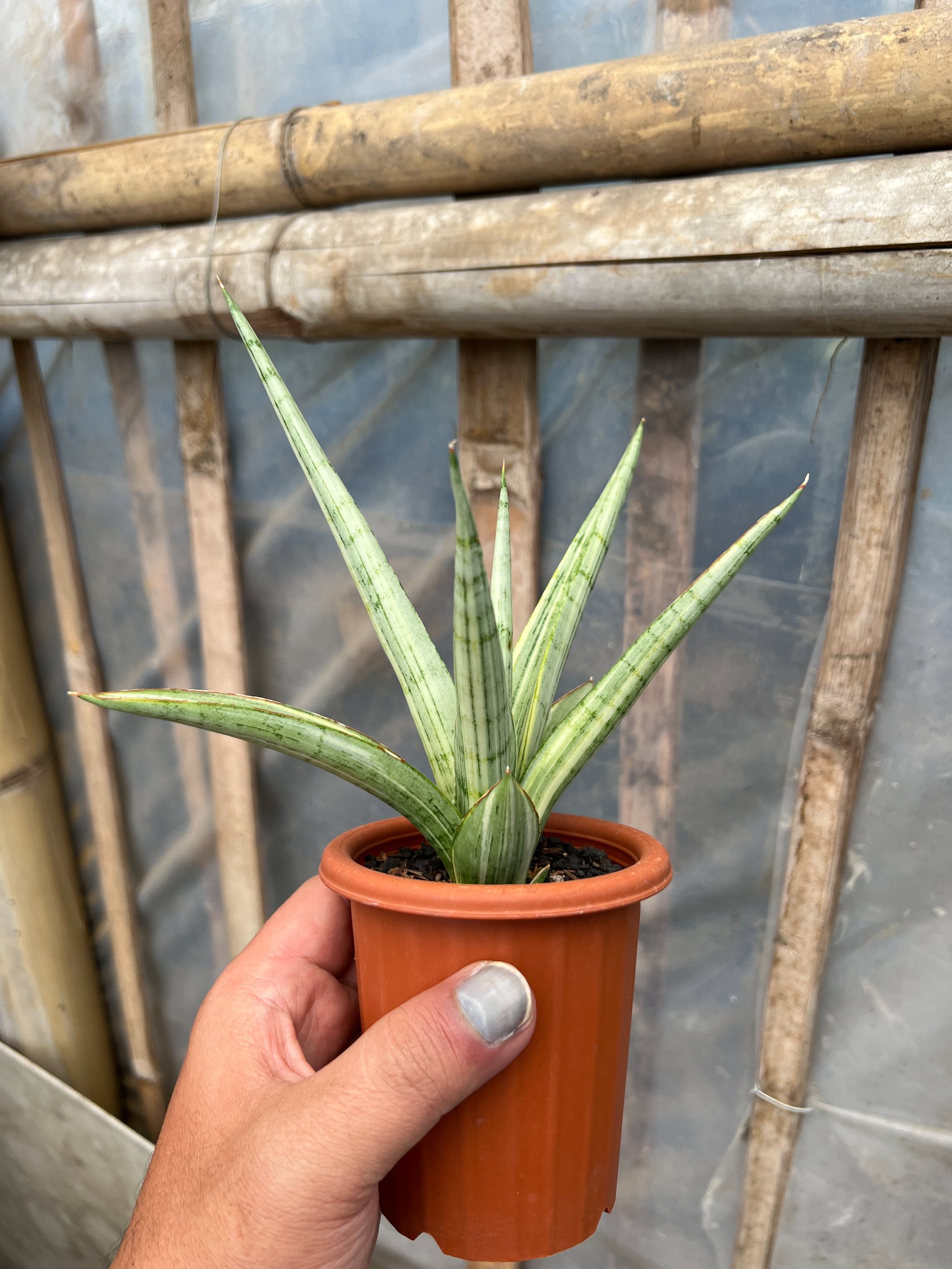1629. Sansevieria Kasih Variegated - Image 6
