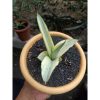 2028. Sansevieria Kasih Variegated