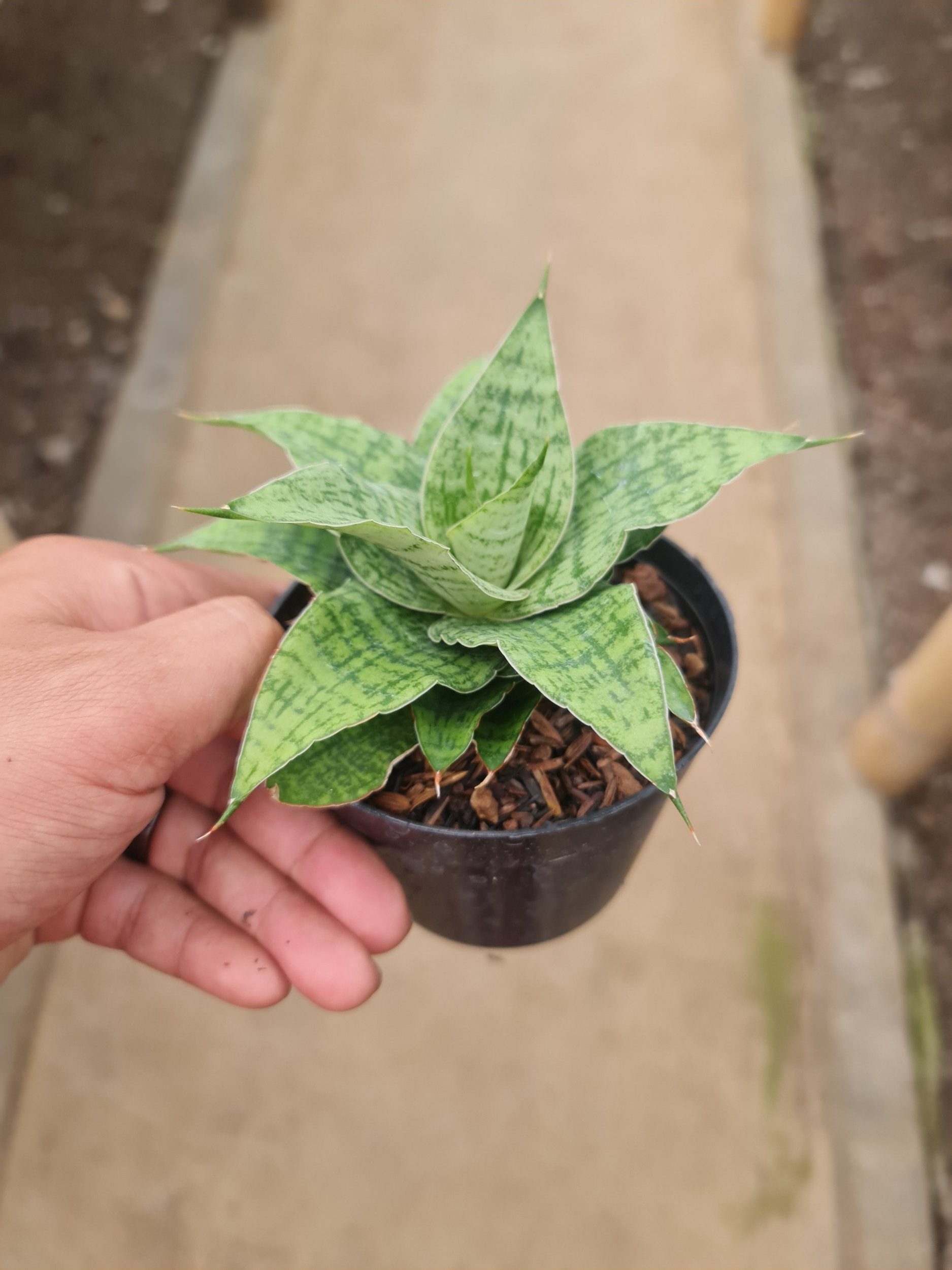 2288. Sansevieria Kendedes - Image 2