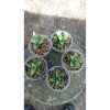 2151. Sansevieria Keysa Mutation 5pcs