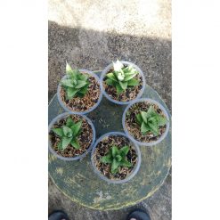 2151. Sansevieria Keysa Mutation 5pcs