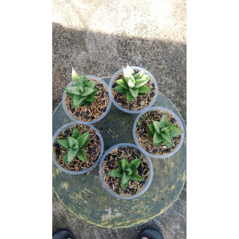 2151. Sansevieria Keysa Mutation 5pcs