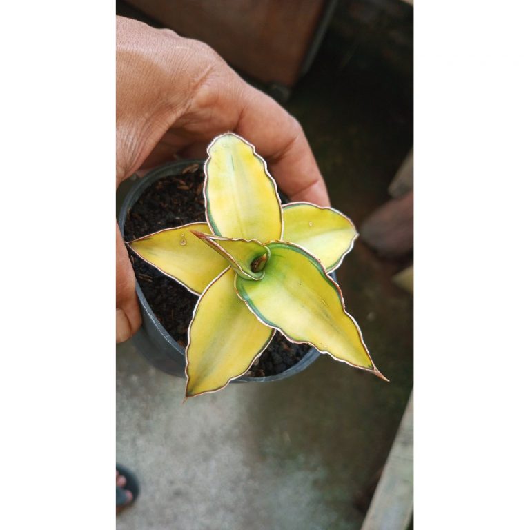 2058. Sansevieria Kimayo Aurea Yellow Variegated